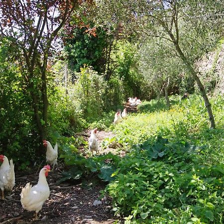 Appartamento Fattorialmare Viola Camogli Esterno foto