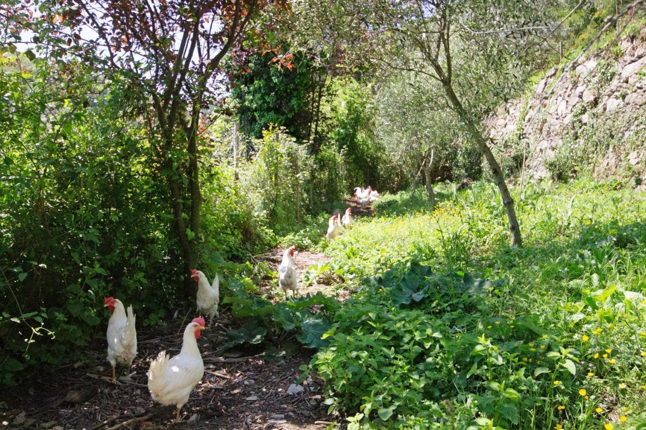 Appartamento Fattorialmare Viola Camogli Esterno foto